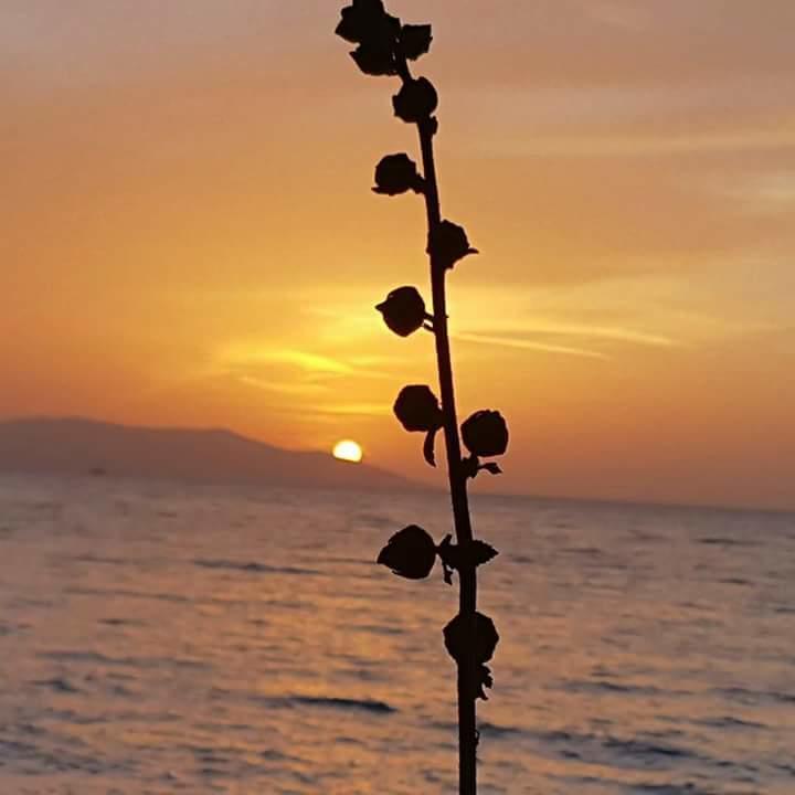 Samos Apart Pension Guzelcamlı Екстериор снимка